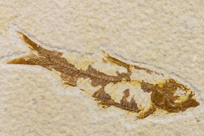 Fossil Fish (Knightia) - Wyoming #159549